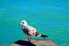 BirdSea