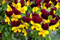 Blume
