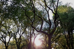 Central-Park