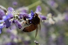 Wasp